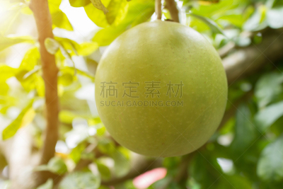 葫芦树,炮弹果属,自然,水平画幅,绿色,水果,无人,热带树,组物体,野生植物