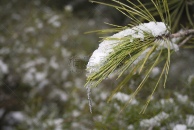 特拉华,寒冷,霜,雪,枝繁叶茂,针叶,春天,松树,沼穴伊甸;,植物