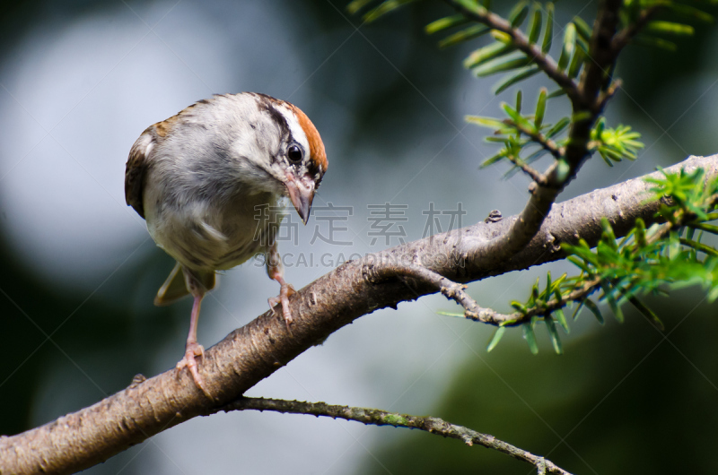 Chipping Sparrow,枝,好奇心,自然,褐色,野生动物,水平画幅,鸟类,栖息,坐