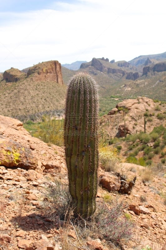 仙人掌,运气,阿帕基小路,迷信山脉,tonto national forest,凤凰,菲尼克斯市,台地,垂直画幅,图像