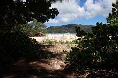 海滩,印度洋,非洲,塞舌尔,岛,水,沙子,野外动物,白色,热带气候