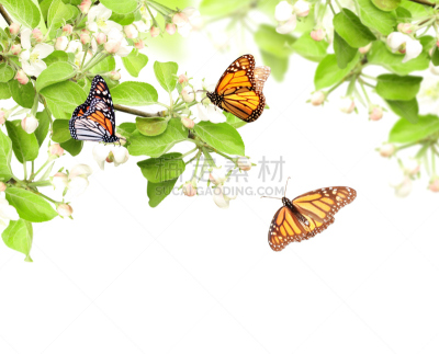 苹果,黑脉金斑蝶,美,新的,水平画幅,无人,夏天,干净,特写,活力