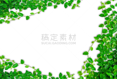 爬行无花果,白色背景,自然,空白的,留白,公园,式样,水平画幅,绿色,偏远的