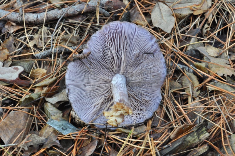 自然,紫罗兰,食用菌,木质假面状口蘑,石南花,孢子,塞尔维亚黑山,芳香的,水平画幅,无人