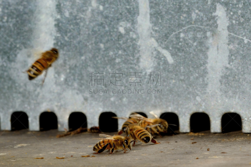 蜜蜂,蜂箱,水平画幅,蜂蜡,蜂王浆,动物身体部位,夏天,蜡,大特写,花粉