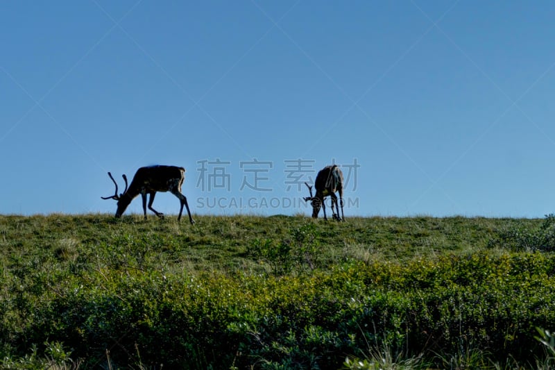 丹那利国家公园,阿拉斯加,食品,格德伍德,麦金利峰,有爪哺乳动物,天空,美国,水平画幅,无人