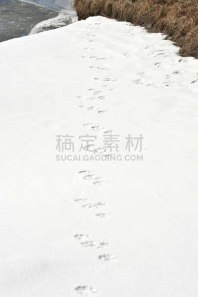 水獭,运动跑道,垂直画幅,黄石公园,彼格斯盖,美国西部,野生动物,蒙大拿州,动物留下的痕迹,雪