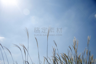 鼠茅草,自然,云景,秋天,环境,云,图像,美,公园,日光