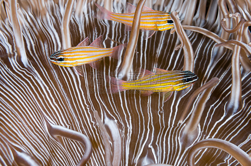 金线天竺鲷,条纹,青绿色,天竺鲷,indopacific ocean,库莫度,软珊瑚,自然,野生动物,水平画幅