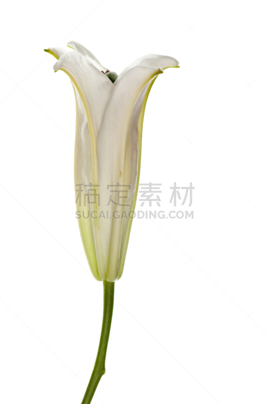 白色背景,铃兰,自然,垂直画幅,绿色,无人,有机食品,背景分离,特写