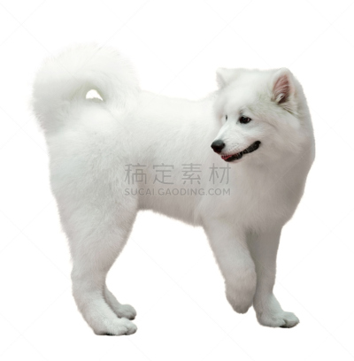 萨摩耶犬,狗,白色,莱卡犬,阿拉斯加雪橇犬,外套大衣,垂直画幅,纯种犬,背景分离,犬科的
