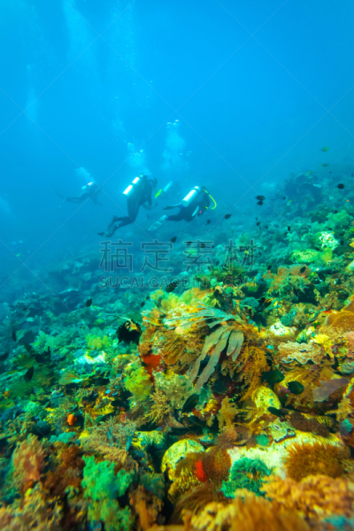 礁石,水肺潜水,印度尼西亚,indopacific ocean,垂直画幅,无人,鱼类,游泳,摄影