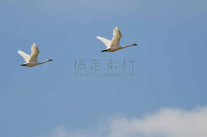 冻土地带天鹅,云,高大的,一对,在上面,水平画幅,无人,优美,鸟类,两只动物
