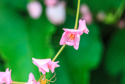 粉色,仅一朵花,有蔓植物,自然,蓝花藤,水平画幅,无人,2015年,合伙,摄影
