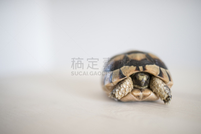 濒危物种,白色背景,小的,绿蠵龟,海龟巢穴,有边的,世界自然保护联盟红色名录,贝壳通心粉,最大,引用