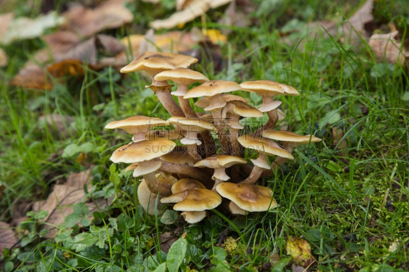 滑子菇,真菌,木制,腰部以下,鳞伞菇,瓷样伞菇,树桩,褐色,水平画幅,风化的