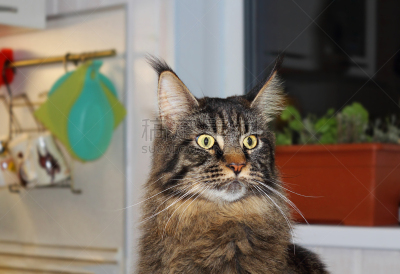 缅因库恩猫,留白,小猫,选择对焦,窗台,拉凡他那石拱,可爱的,灰色,肖像,哺乳纲