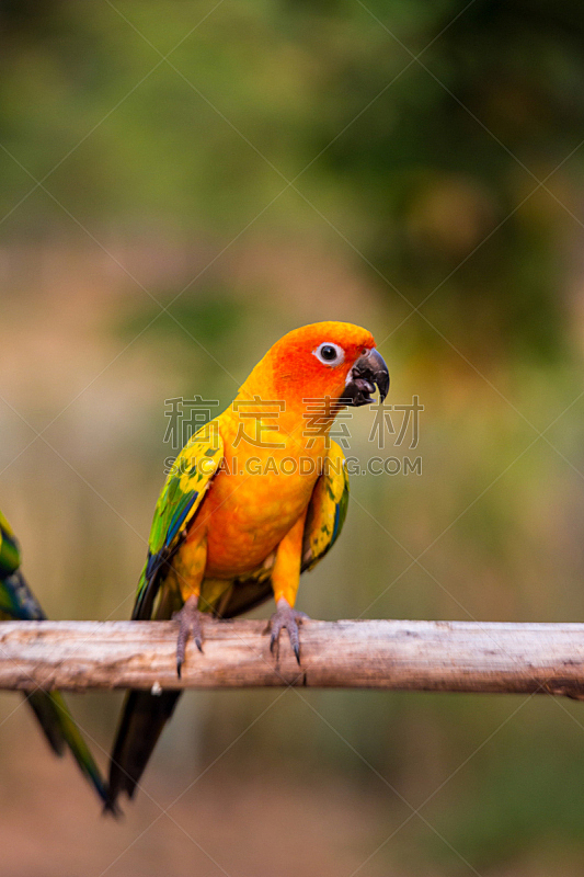自然,鹦鹉,金太阳鹦鹉,背景,锥尾鹦鹉,垂直画幅,热带鸟,美,野生动物,绿色
