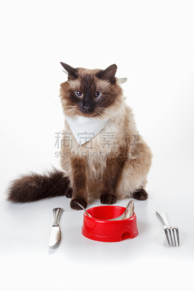 可爱的,猫,幽默,蓝色眼睛,暹罗猫,对眼,刀,月,食品,动物耳朵