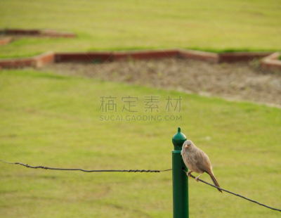 鸟类,印度,鹭管鱼,泰姬陵,自然,褐色,野生动物,水平画幅,绿色,动物身体部位