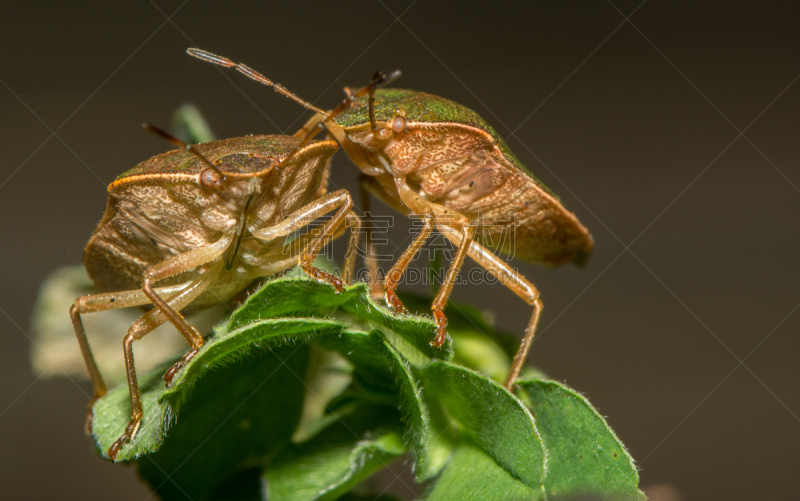 美国,两只动物,green shield bug,自然,野生动物,水平画幅,无人,2015年,叶子,特写