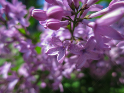 花头,丁香花,大特写,焦点,春天,灌木,日光,柔和,白昼,花