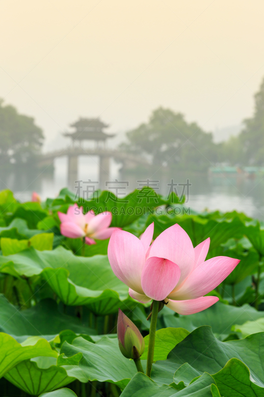 hangzhou west lake Lotus in full bloom in a misty morning，in China