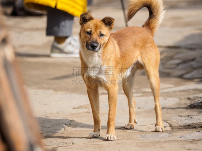 注视镜头,中华田园犬,自然,机敏,褐色,幸福,纯种犬,水平画幅,可爱的,家畜