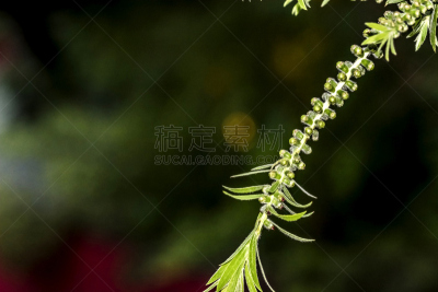 热带的花,袋鼠爪花,大滨菊,小苍兰,自然,温带的花,水平画幅,无人,丰富,户外