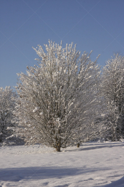 雪,英国,冬天,地形,加的夫,南威尔士,寒冷,环境,霜,自然美