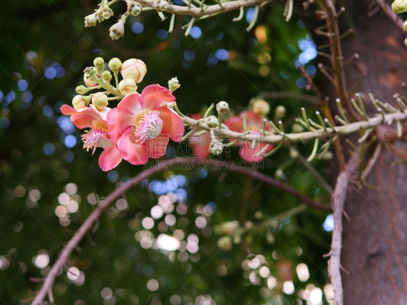 炮弹树,美,公园,芳香的,水平画幅,绿色,曝光过度,无人,分离着色,泰国