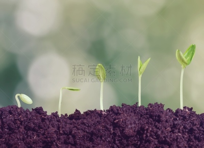 植物,清新,秧苗,新的,泥土,创造力,主动,营养阶段,开端,新生活