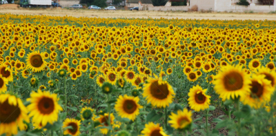 向日葵,水平画幅,绿色,地形,无人,全景,户外,玩具熊向日葵,西班牙,common sunflower