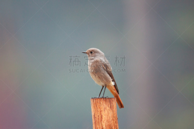 夜莺,独奏演员,画眉,动物喊叫,领土行为,喉咙,动物交配,褐色,歌手,水平画幅