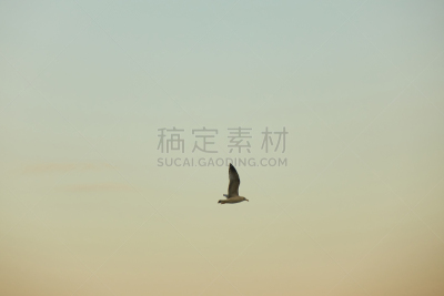 天空,海鸥,风,水平画幅,云,鸟类,动物身体部位,夏天,户外,生物学