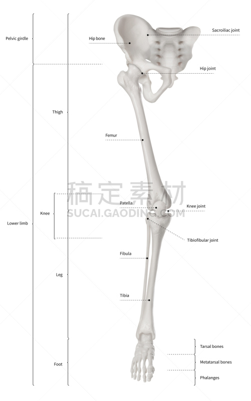 四肢,骨骼,信息图表,人类骨架,白色背景,图表,腿骨,教育