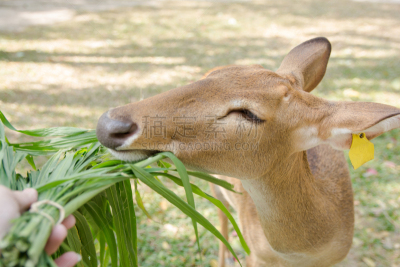 草,brow-antlered deer,公园,褐色,缅甸,琼不里省,水平画幅,户外,特写,泰国