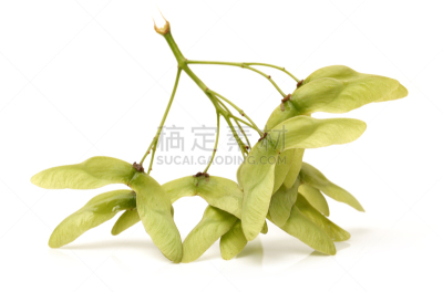 红花槭,分离着色,白色背景,水果,枫树的翅果,枫树,种子,自然,红色,中国