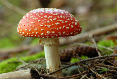 秋天,蘑菇,毒蝇菇,公园,水平画幅,无人,苔藓,户外,生物学,生长