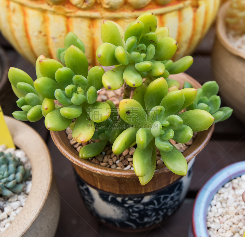 小的,多肉植物,石莲花,石蟹,长生花,景天属植物,景天科拟石莲花属植物,肉质植物,仙人掌,水平画幅