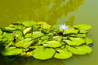 蓝色,尼罗河,荷花,水,水生植物,水平画幅,睡莲,无人,园艺,户外