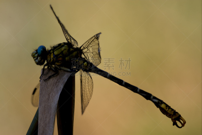 王蜻蜓,蜻蜓,黄色,长尾蜻蜓,southern hawker dragonfly,窄翅蜻蛉,撇水蜻蜓,褐色,水平画幅,动物身体部位