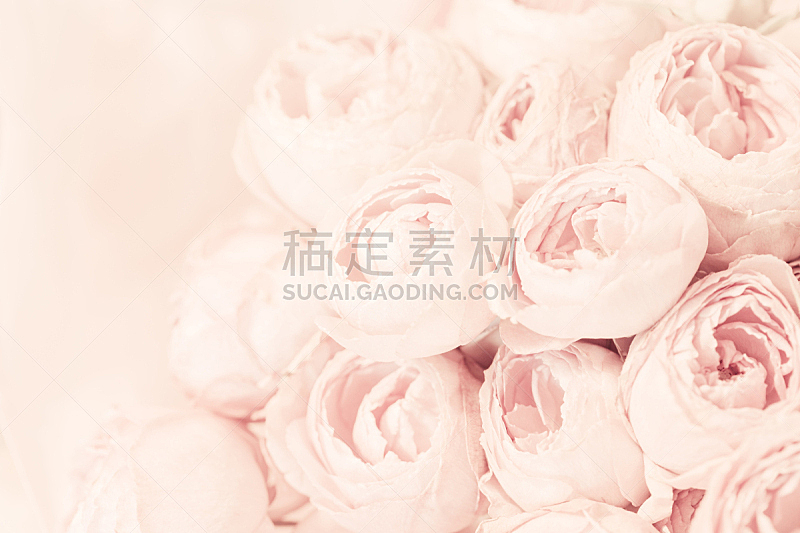 花束夏天 花束夏天图片 花束夏天素材下载 稿定素材