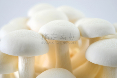 姬菇,白色,水平画幅,无人,白色背景,影棚拍摄,食用菌,真菌,清新,多样