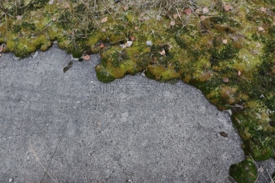 苔藓,混凝土,深情的,雪花,块状,动物毛,白色,绿色,沙子,雪