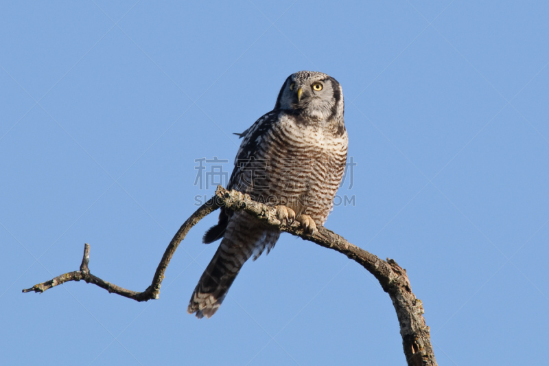 hawk owl,北,水平画幅,鹰爪,猫头鹰,摄影,栖息