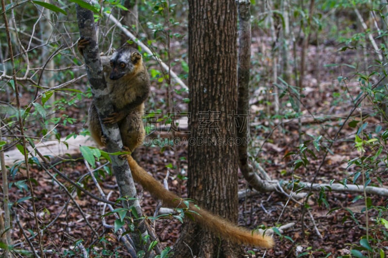 狐猴,马达加斯加,褐色,野外动物,印度洋,非洲,岛,真狐猴,图阿马西拉,撒哈拉以南非洲