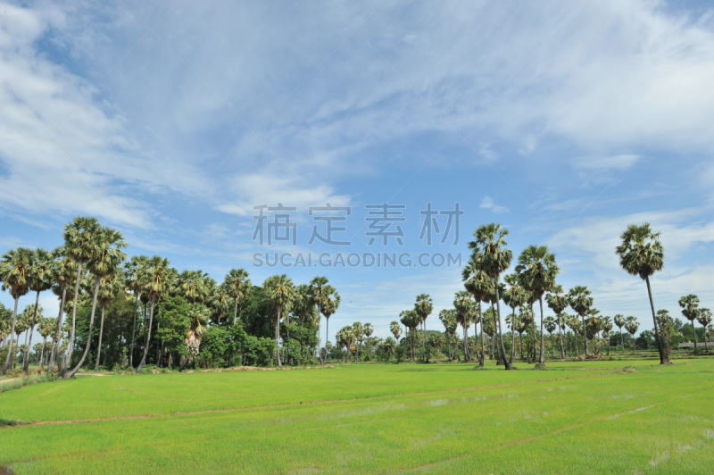 糖,田地,棕榈树,绿色,马六甲州,贪欲,褐色,水平画幅,无人,夏天