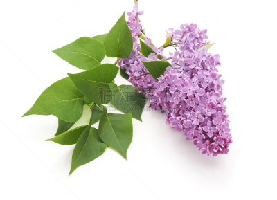 花束,丁香花,美,水平画幅,无人,五月,夏天,特写,白色,植物