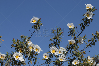 环境,阿连特茹,植物,户外,天空,岩蔷薇家庭,白色,自然,黄色,阿尔加威